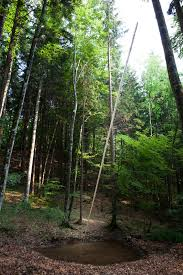 Arte Sella, la natura come non l’avete mai vista 4 Gazzola lo stilo