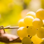 Vino vegano, l’ultima frontiera dell’enologia 10 Esiste il vino vegano? Come riconoscerlo?