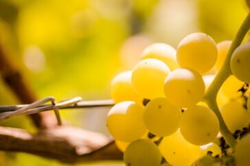 Esiste il vino vegano? Come riconoscerlo?