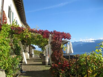 L’orto in terrazzo: quando il cibo diventa integralismo 1 E se l'orto in terrazza nascondesse una forma di integralismo?