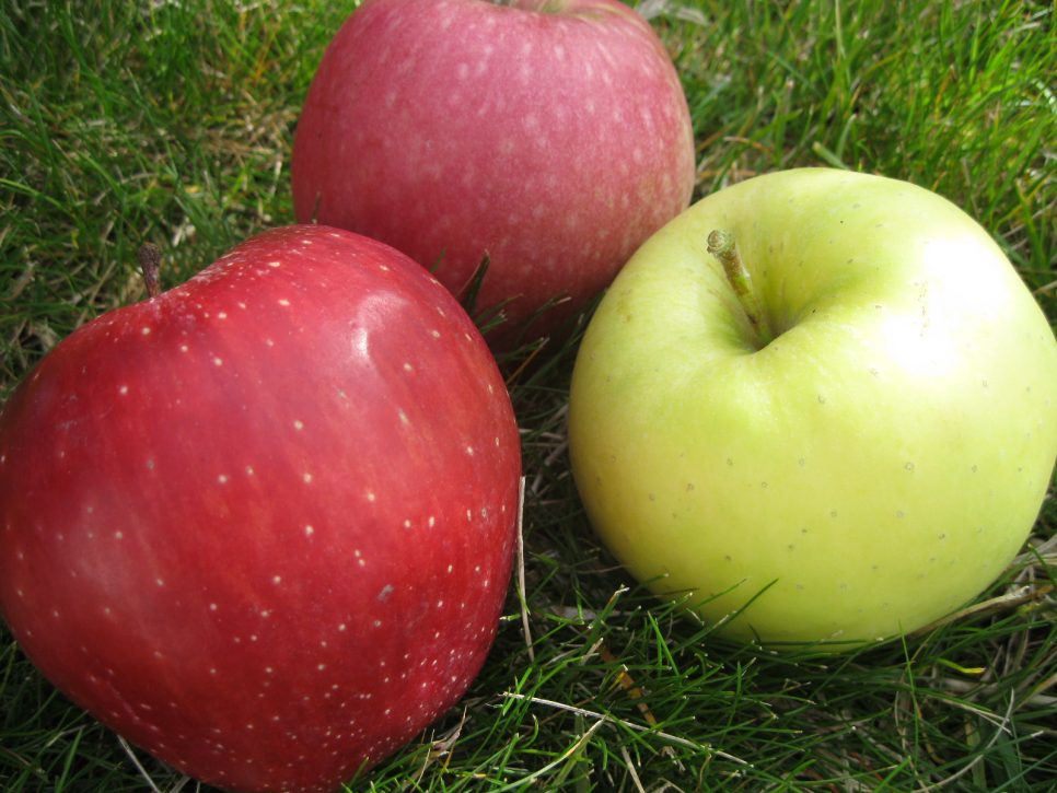 Quale frutta e verdura conservare separatamente. Quali sono i 6 frutti più sani? 3 I veg veg drink, l'ultima moda gli wellness shot