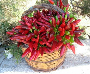 Cibo e salute: come essere divinamente giovani 19 Cibo e salute: come il cibo può aiutare a rimanere giovani