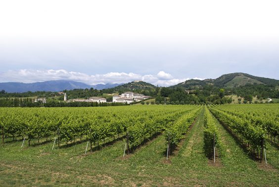 Prosecco Valdobbiadene: i 100 anni di Valdo e la storia delle colline del Prosecco 2 I vigneti di Asolo, da cui si ottiene il Prosecco