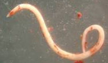 Identikit dell'Anisakis. Di aspetto filiforme, di una lunghezza di circa 2 cm, di colore bianco-rosato, si annida, in generale arrotolata a spirale, nella cavità peritoneale e nelle porzioni muscolari di tanti pesci pescati in tutti i mari. 