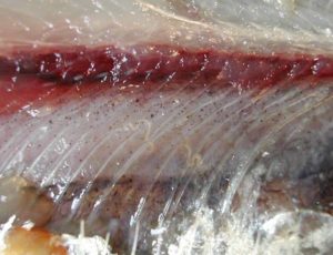 I disturbi provocati dall'Anisakis. È pericolosa per l'uomo quando il pesce, non eviscerato immediatamente, consente la trasmigrazione dei vermi dalle sue viscere alle sue carni