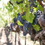 festa delle donne: come il vino è interpretato al femminile