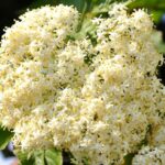 fiori di sambuco liquori tradizionale e1612050226834