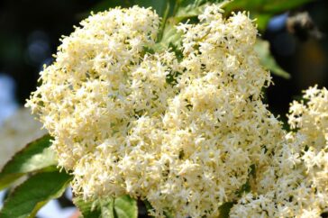 L'Italia e i liquori. Guida alle varietà della tradizione 27 fiori di sambuco liquori tradizionale e1612050226834