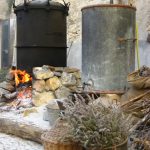 Il tipico vino Roccese: "A Trincea" ad Airole 5 Airole: festa della lavanda