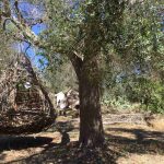 Nel Salento il Parco dei Paduli: vivere l’ulivo 12 Salento-Parco-dei-Paduli