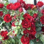 Il tipico vino Roccese: "A Trincea" ad Airole 7 Airole