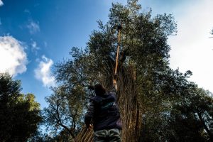 raccolta delle olive al parco dei paduli in Salento