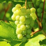 vitigni aromatici