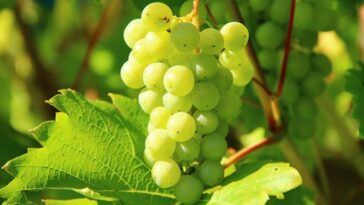 vitigni aromatici