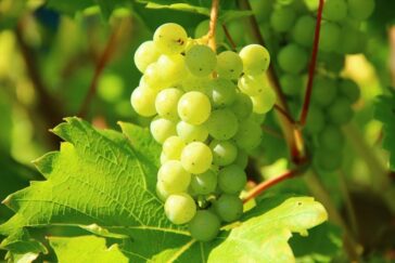 Il vino è la poesia della terra. I vitigni aromatici 15 vitigni aromatici