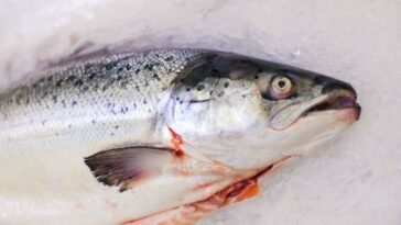 Pesce fresco: le regole per pulirlo. Come si puliscono capesante, tonno, pesce spada e cozze
