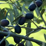 lessico#foodcultural