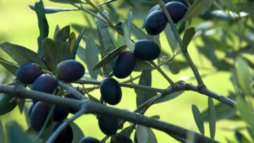 lessico#foodcultural
