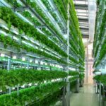 Vertical farm, la coltivazione si sposta al chiuso e la campagna in città