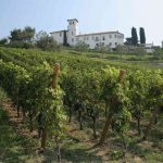 Il vino nato dagli studi del "filosofo agrario" Zierock: Castello degli Angeli 12 Castello degli Angeli