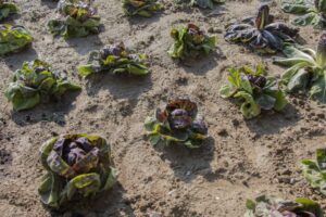 Crisi dell'agricoltura: stiamo costruendo o divorando il futuro? 3 L'abbecedario di Fico: agticoltura