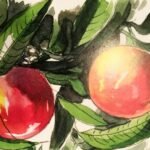 Lessico#foodcultural: Frutto climaterico 8 Lessico#foodcultural: frutto climaterico