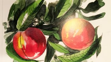 Lessico#foodcultural: frutto climaterico