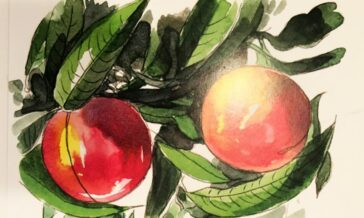 Lessico#foodcultural: Frutto climaterico 8 Lessico#foodcultural: frutto climaterico