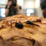 nicolo moschella panettone evidenza e1612567824600