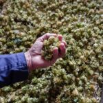 Cultura della birra: in viaggio con Angelo Poretti 9 Cultura della Birra: #luppolioltreconfine-un viaggio in Boemia