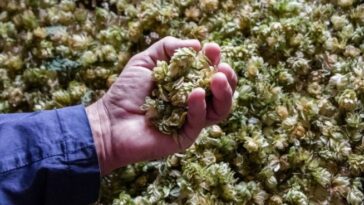 Cultura della Birra: #luppolioltreconfine-un viaggio in Boemia