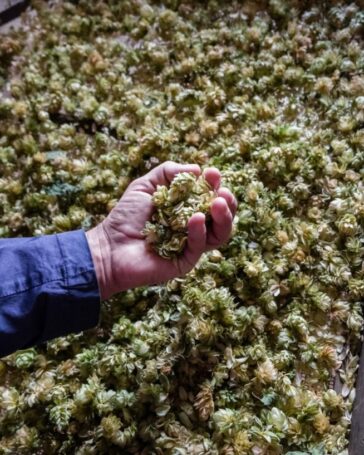 Cultura della Birra: #luppolioltreconfine-un viaggio in Boemia