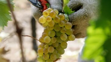 Colli di Luni: la terra del vermentino