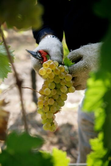 Colli di Luni: la terra del vermentino