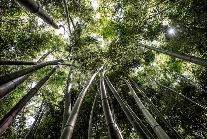 Da Vistaterra per scoprire il Canavese: arte, natura e cibo