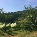 Brianza, vini da assaporare, magari insieme ai formaggini di Montevecchia