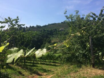 Brianza, vini da assaporare, magari insieme ai formaggini di Montevecchia