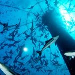 Cobia: il pesce del futuro? Sostenibile e gustoso 22 Cobia: superfood buono e sostenibile. Un pesce caraibico