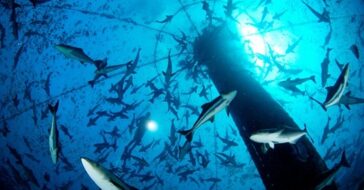 Cobia: il pesce del futuro? Sostenibile e gustoso 12 Cobia: superfood buono e sostenibile. Un pesce caraibico