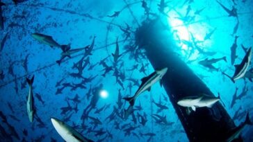 Cobia: superfood buono e sostenibile. Un pesce caraibico