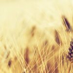 Ministero dell'agricoltura e del turismo viaggeranno insieme? 21 Ministero dell'agricoltura e del turismo viaggeranno insieme?