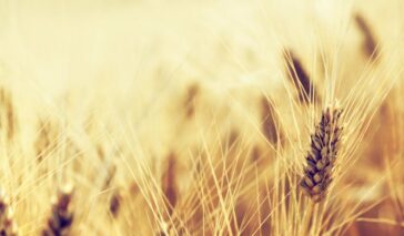 Ministero dell'agricoltura e del turismo viaggeranno insieme? 16 Ministero dell'agricoltura e del turismo viaggeranno insieme?