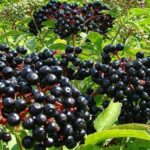 Lessico #foodcultural: Sosia tossico 11 lessico #foodcultural: sosia tossico