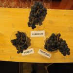 I Colli Berici, tra vino e ville del Palladio. Ecco i #Palladiowines 9 I Colli Berici, tra vino e ville del Palladio