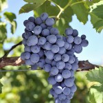 Scoprire il Veneto: colli berici e il vino