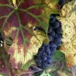 I colli berici presentano i loro vini