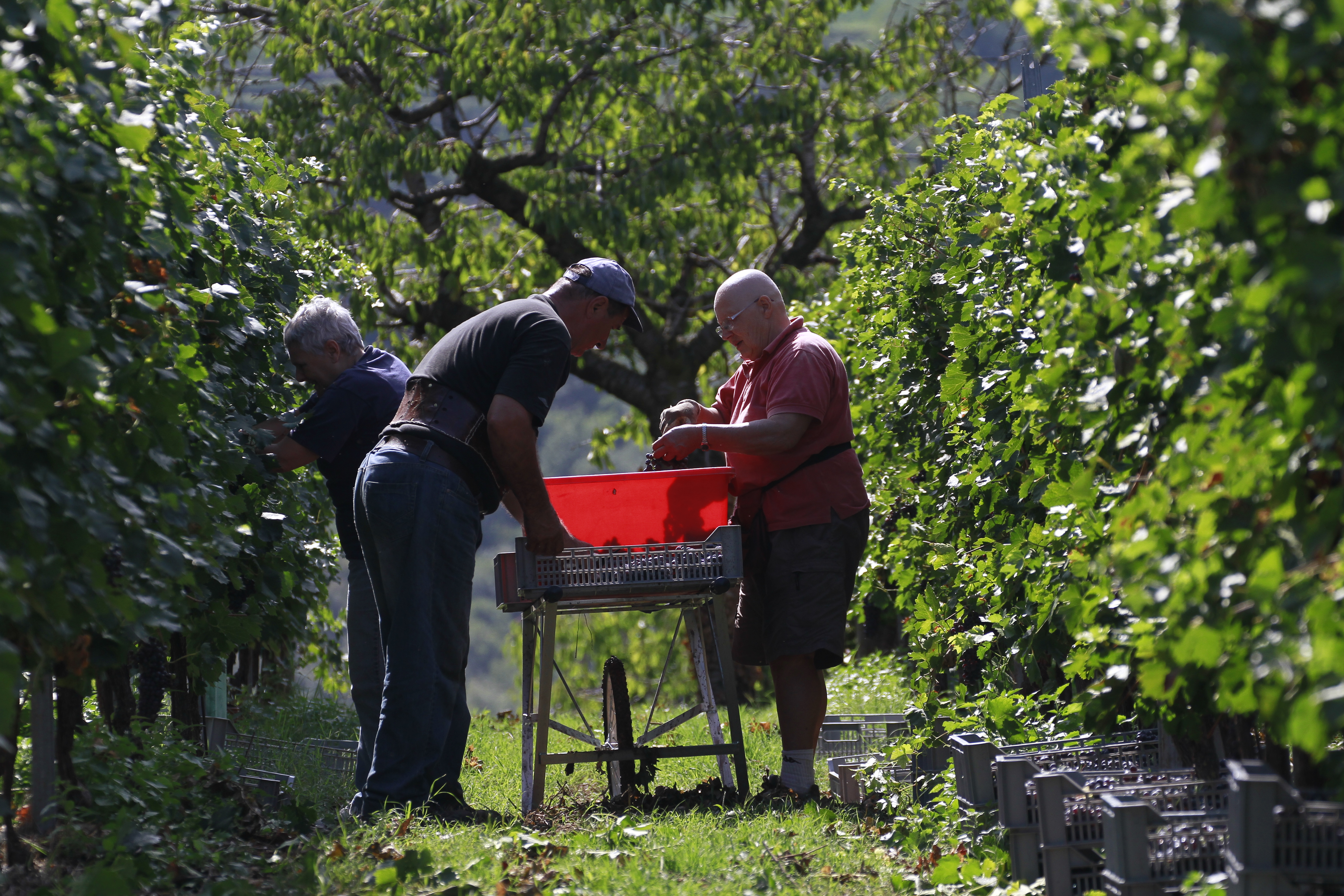 Valpantena, tutti i segreti dell'Amarone. Un vino da meditazione 2 Valpantena, tutti i segreti dell'Amarone. Lancio della nuova linea Brolo dei Giusti