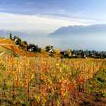 Losanna, è tempo di conoscere una Svizzera diversa 8 Losanna e i vigneti