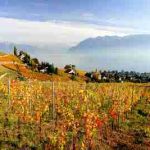 Vigne di città: quando il vino si fa in città 10 Vigne di città: quando il vino si fa in città