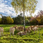 Qual è la carne più costosa del mondo? Dalle stalle alle stelle per la Blonde Aquitaine 8 Qual è la carne più costosa del mondo?